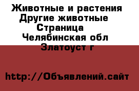 Животные и растения Другие животные - Страница 3 . Челябинская обл.,Златоуст г.